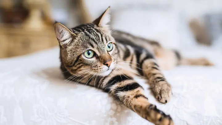 IST_1158255466_preview