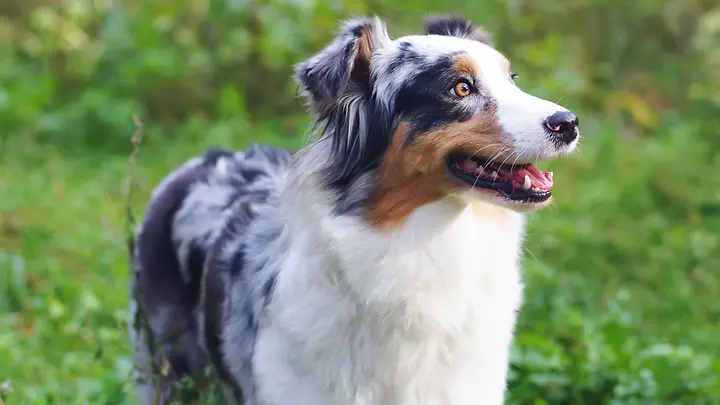Australian Shepherd 2