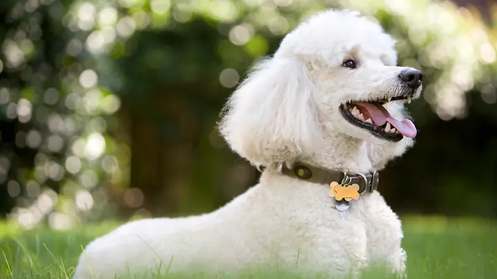 Pudel_original (groß)